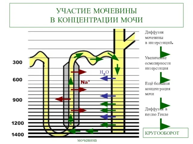 УЧАСТИЕ МОЧЕВИНЫ В КОНЦЕНТРАЦИИ МОЧИ 300 600 900 1200 1400 Диффузия