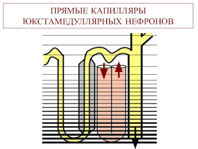 ПРЯМЫЕ КАПИЛЛЯРЫ ЮКСТАМЕДУЛЛЯРНЫХ НЕФРОНОВ