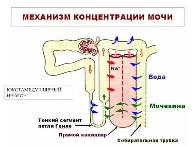 ЮКСТАМЕДУЛЛЯРНЫЙ НЕФРОН