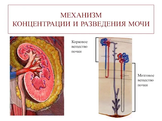 МЕХАНИЗМ КОНЦЕНТРАЦИИ И РАЗВЕДЕНИЯ МОЧИ Корковое вещество почки Мозговое вещество почки