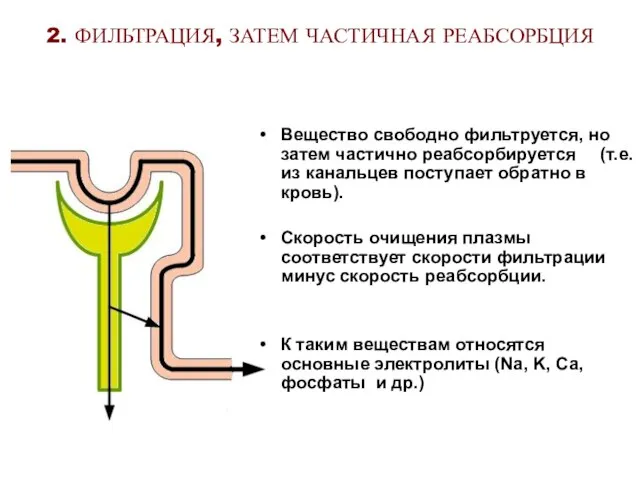 2. ФИЛЬТРАЦИЯ, ЗАТЕМ ЧАСТИЧНАЯ РЕАБСОРБЦИЯ Вещество свободно фильтруется, но затем частично