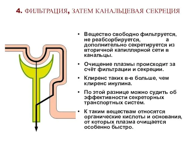 4. ФИЛЬТРАЦИЯ, ЗАТЕМ КАНАЛЬЦЕВАЯ СЕКРЕЦИЯ Вещество свободно фильтруется, не реабсорбируется, а