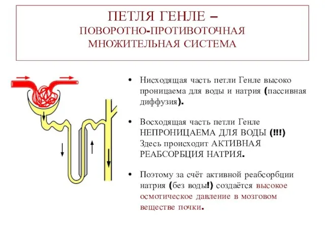 ПЕТЛЯ ГЕНЛЕ – ПОВОРОТНО-ПРОТИВОТОЧНАЯ МНОЖИТЕЛЬНАЯ СИСТЕМА Нисходящая часть петли Генле высоко