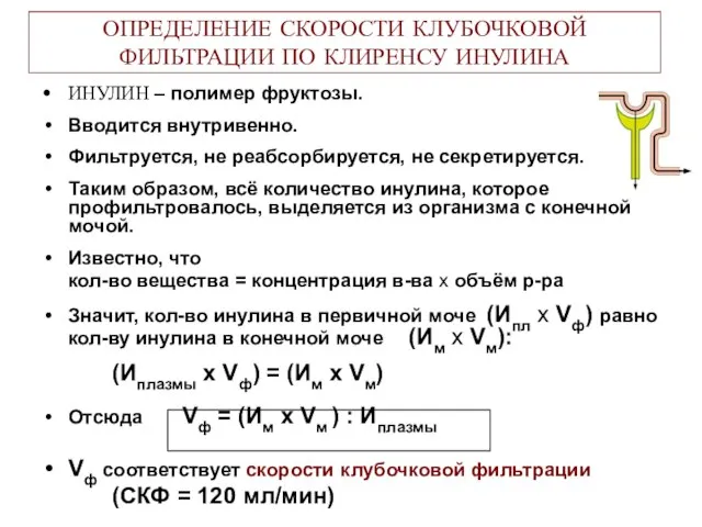 ОПРЕДЕЛЕНИЕ СКОРОСТИ КЛУБОЧКОВОЙ ФИЛЬТРАЦИИ ПО КЛИРЕНСУ ИНУЛИНА ИНУЛИН – полимер фруктозы.