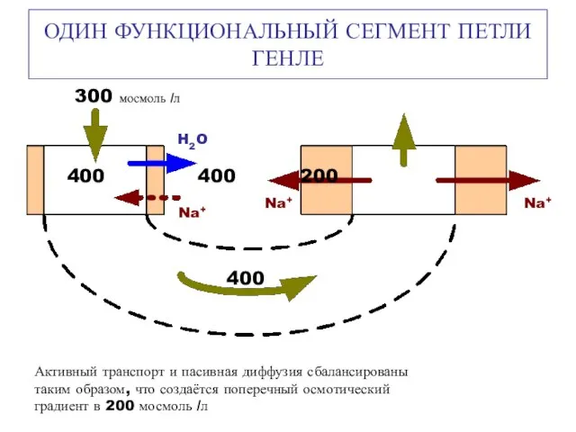 300 мосмоль /л ОДИН ФУНКЦИОНАЛЬНЫЙ СЕГМЕНТ ПЕТЛИ ГЕНЛЕ Na+ Na+ H2O