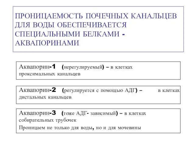 ПРОНИЦАЕМОСТЬ ПОЧЕЧНЫХ КАНАЛЬЦЕВ ДЛЯ ВОДЫ ОБЕСПЕЧИВАЕТСЯ СПЕЦИАЛЬНЫМИ БЕЛКАМИ - АКВАПОРИНАМИ Аквапорин-1