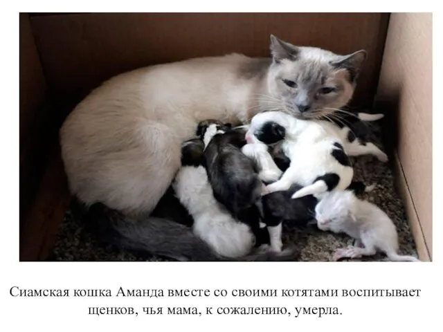 Сиамская кошка Аманда вместе со своими котятами воспитывает щенков, чья мама, к сожалению, умерла.