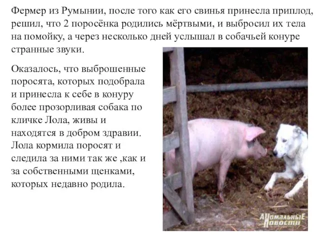 Фермер из Румынии, после того как его свинья принесла приплод, решил,