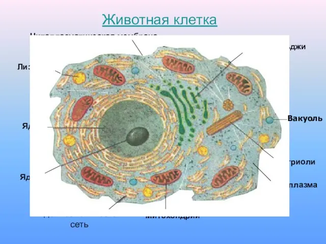 Животная клетка Комплекс Гольджи Центриоли Митохондрии Лизосома Эндоплазматическая сеть Ядрышко Ядро Цитоплазма Цитоплазматическая мембрана