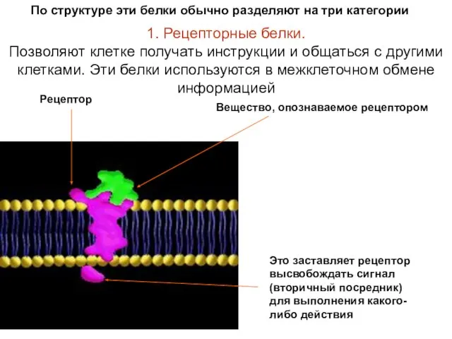 1. Рецепторные белки. Позволяют клетке получать инструкции и общаться с другими