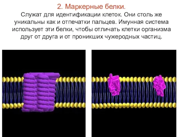 2. Маркерные белки. Служат для идентификации клеток. Они столь же уникальны