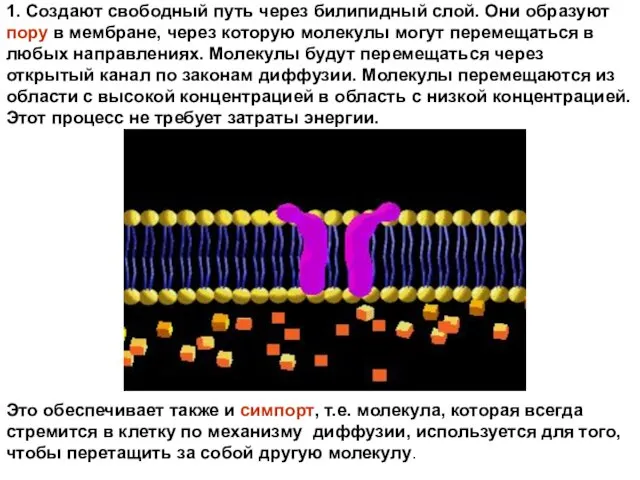 1. Создают свободный путь через билипидный слой. Они образуют пору в