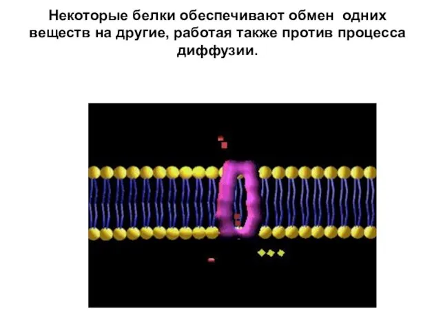 Некоторые белки обеспечивают обмен одних веществ на другие, работая также против процесса диффузии.