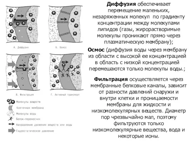 Диффузия обеспечивает перемещение маленьких, незаряженных молекул по градиенту концентрации между молекулами