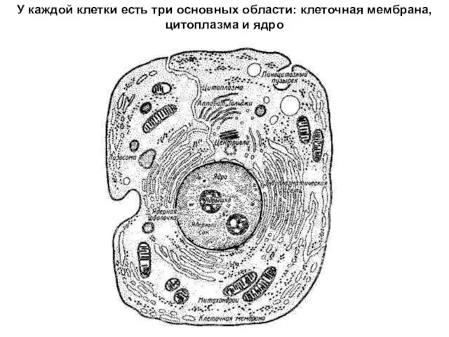 У каждой клетки есть три основных области: клеточная мембрана, цитоплазма и ядро