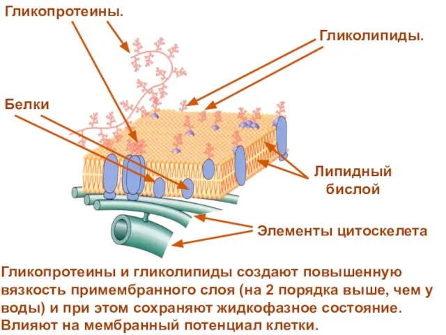 Гликопротеины и гликолипиды создают повышенную вязкость примембранного слоя (на 2 порядка