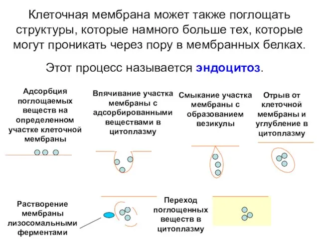 Клеточная мембрана может также поглощать структуры, которые намного больше тех, которые