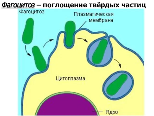 Фагоцитоз – поглощение твёрдых частиц