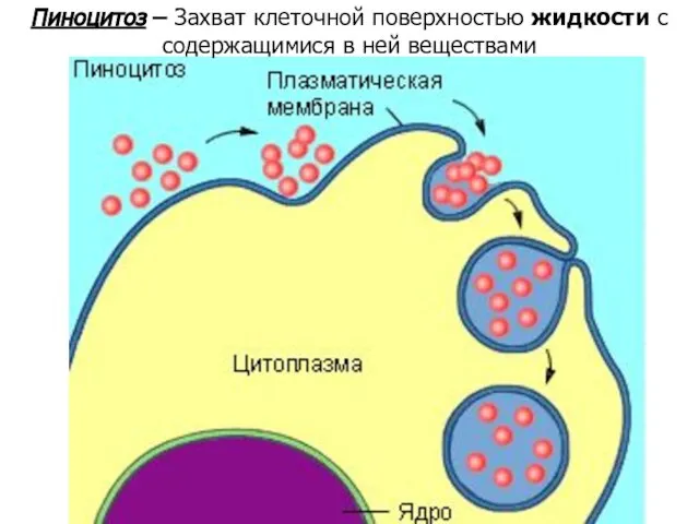 Пиноцитоз – Захват клеточной поверхностью жидкости с содержащимися в ней веществами