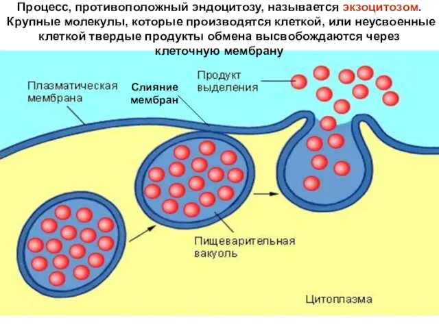 Процесс, противоположный эндоцитозу, называется экзоцитозом. Крупные молекулы, которые производятся клеткой, или