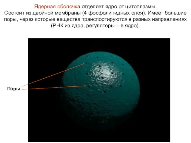 Ядерная оболочка отделяет ядро от цитоплазмы. Состоит из двойной мембраны (4