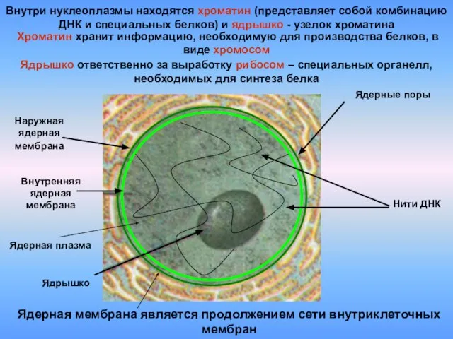 Наружная ядерная мембрана Внутренняя ядерная мембрана Нити ДНК Ядерные поры Ядрышко