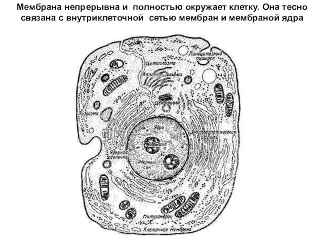 Мембрана непрерывна и полностью окружает клетку. Она тесно связана с внутриклеточной сетью мембран и мембраной ядра