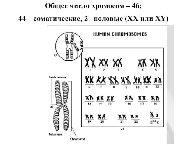 Общее число хромосом – 46: 44 – соматические, 2 –половые (ХХ или XY)