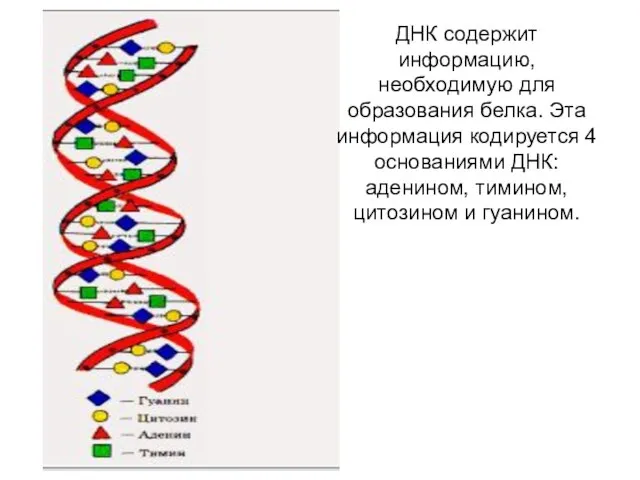 ДНК содержит информацию, необходимую для образования белка. Эта информация кодируется 4