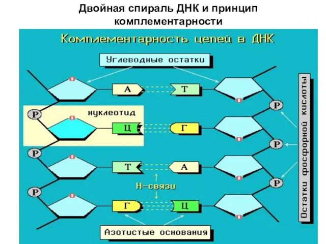 Двойная спираль ДНК и принцип комплементарности