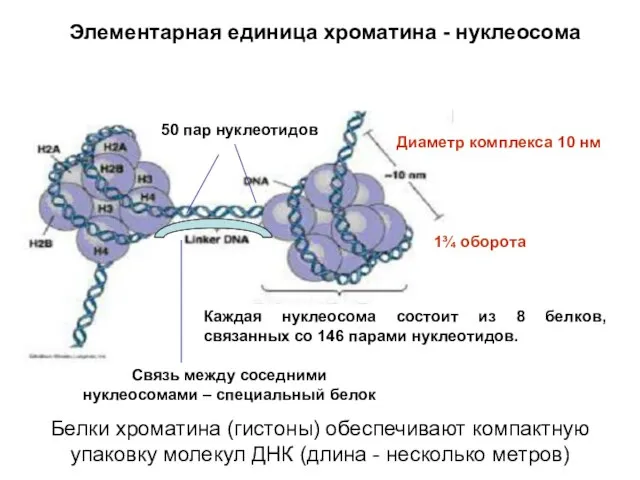 Каждая нуклеосома состоит из 8 белков, связанных со 146 парами нуклеотидов.