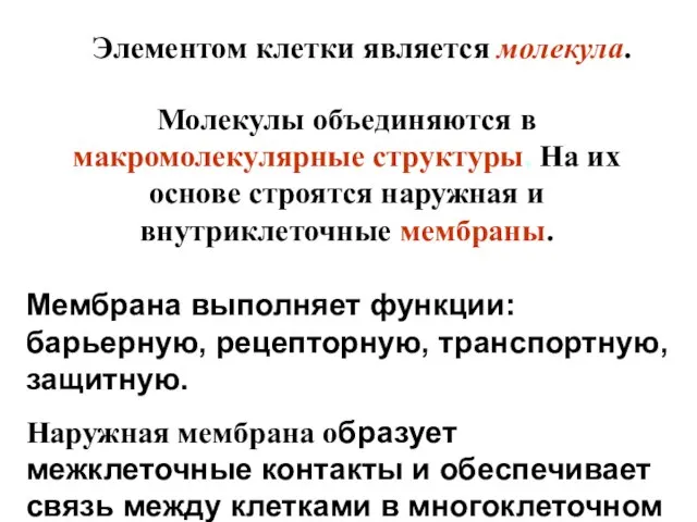 Молекулы объединяются в макромолекулярные структуры. На их основе строятся наружная и