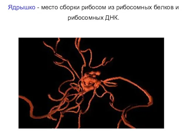 Ядрышко - место сборки рибосом из рибосомных белков и рибосомных ДНК.