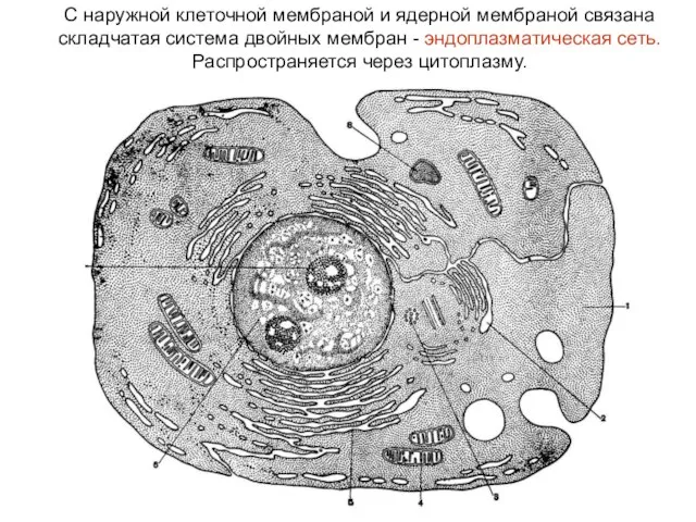 С наружной клеточной мембраной и ядерной мембраной связана складчатая система двойных