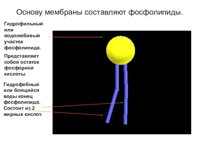 Основу мембраны составляют фосфолипиды. Гидрофобный или боящийся воды конец фосфолипида. Состоит из 2 жирных кислот.