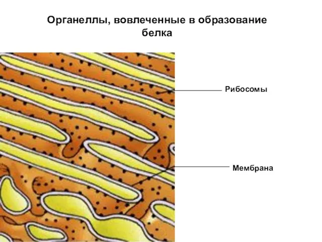 Мембрана Рибосомы Органеллы, вовлеченные в образование белка