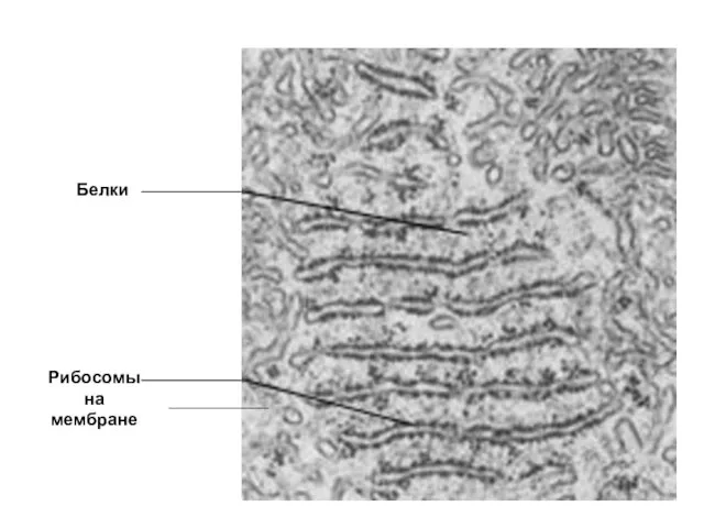 Белки Рибосомы на мембране