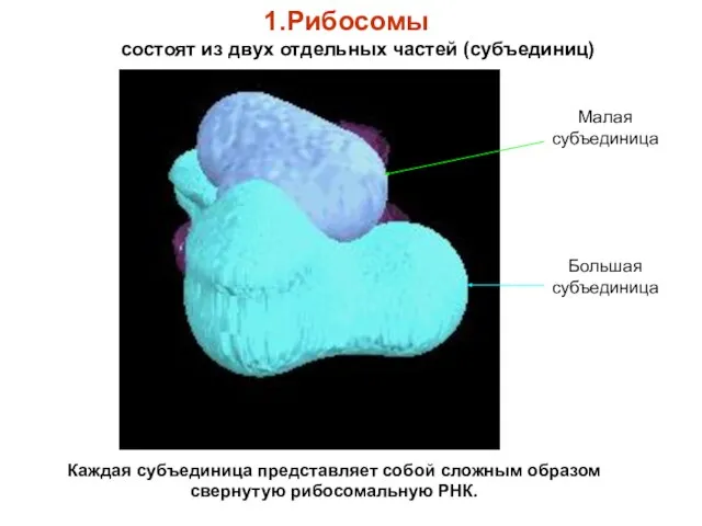 Рибосомы состоят из двух отдельных частей (субъединиц) Каждая субъединица представляет собой