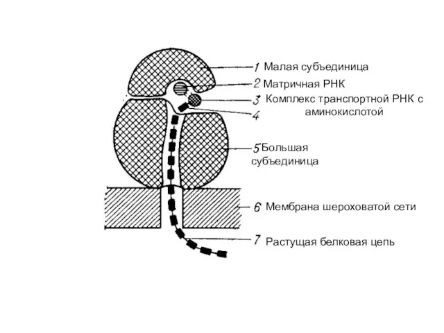 Малая субъединица Большая субъединица Матричная РНК Комплекс транспортной РНК с аминокислотой