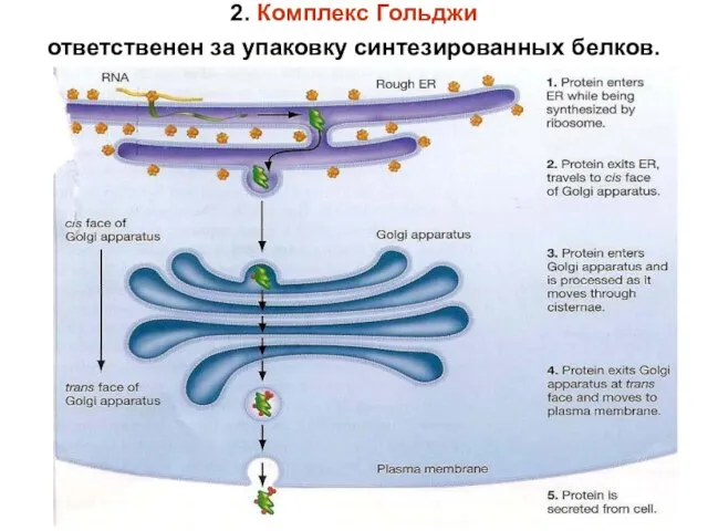 2. Комплекс Гольджи ответственен за упаковку синтезированных белков.