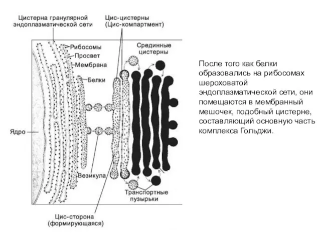 После того как белки образовались на рибосомах шероховатой эндоплазматической сети, они