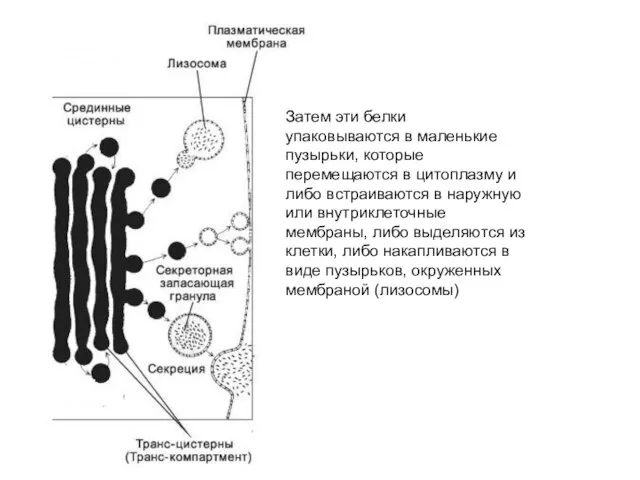 Затем эти белки упаковываются в маленькие пузырьки, которые перемещаются в цитоплазму