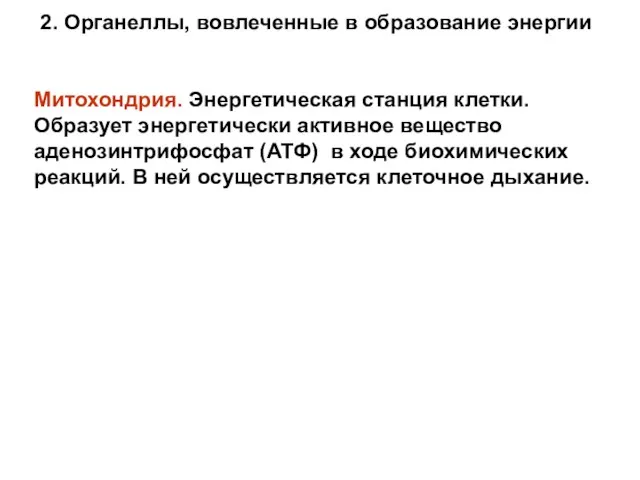 Митохондрия. Энергетическая станция клетки. Образует энергетически активное вещество аденозинтрифосфат (АТФ) в