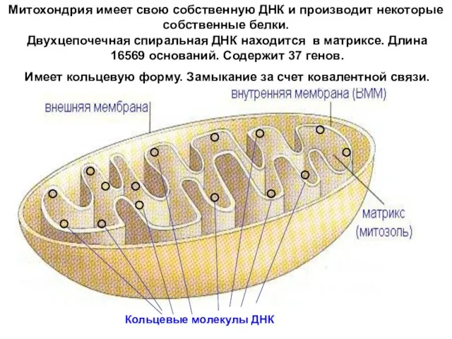 Митохондрия имеет свою собственную ДНК и производит некоторые собственные белки. Двухцепочечная