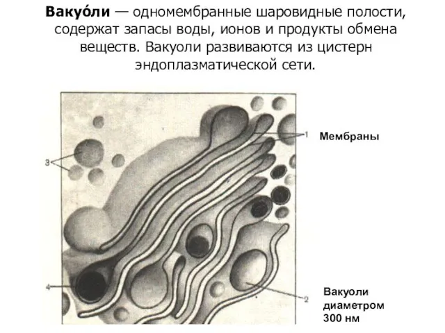 Мембраны Вакуоли диаметром 300 нм Вакуо́ли — одномембранные шаровидные полости, содержат