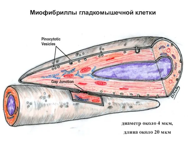 Миофибриллы гладкомышечной клетки диаметр около 4 мкм, длина около 20 мкм