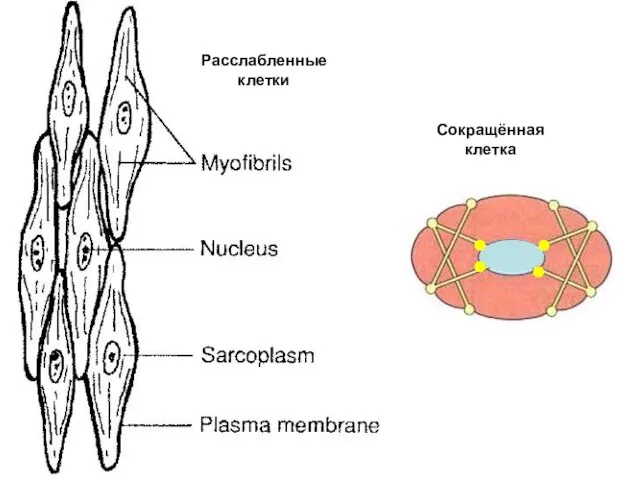 Расслабленные клетки