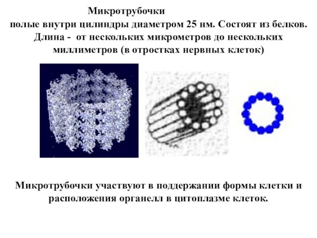 Микротрубочки участвуют в поддержании формы клетки и расположения органелл в цитоплазме