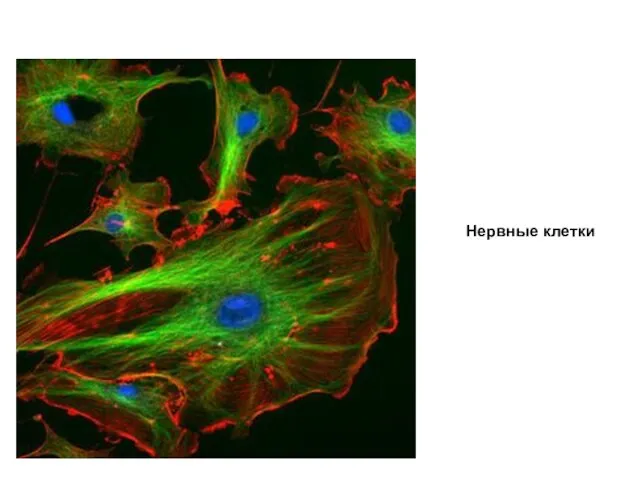 Нервные клетки