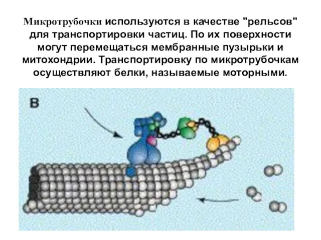 Микротрубочки используются в качестве "рельсов" для транспортировки частиц. По их поверхности